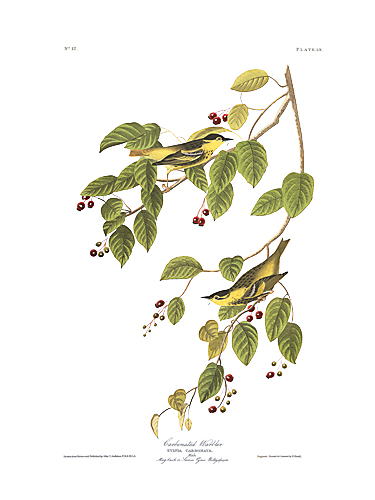 Carbonated Warbler